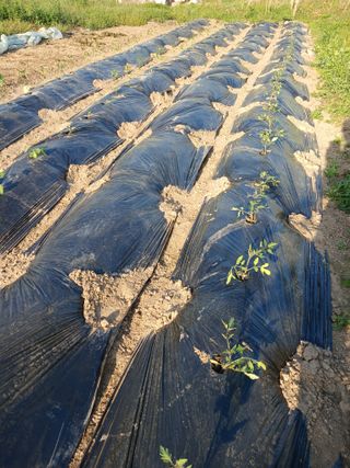 이영숙님의 토마토 · 영농일지 작성글 사진