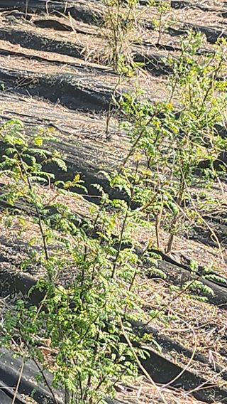 정헌경님의 기타작물 · 영농일지 작성글 사진