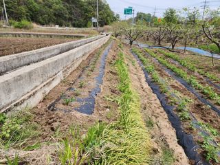 대운농원님의 기타작물 · 영농일지 작성글 사진