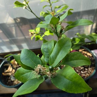 필라댄스농부님의 기타작물 · 영농일지 작성글 사진