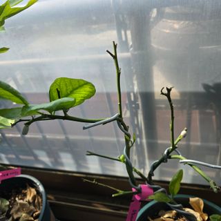 필라댄스농부님의 기타작물 · 영농일지 작성글 사진