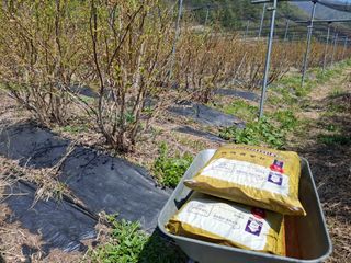 황인근님의 블루베리 · 영농일지 작성글 사진