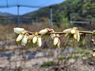황인근님의 블루베리 · 영농일지 작성글 사진