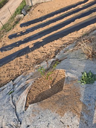 구본명님의 기타작물 · 영농일지 작성글 사진