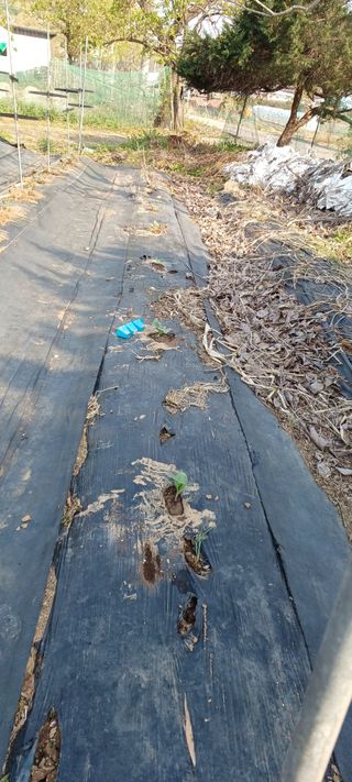 홍사용님의 기타작물 · 영농일지 작성글 사진