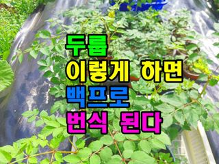 꿈꾸는텃밭님의 기타작물 · 영농일지 작성글 사진