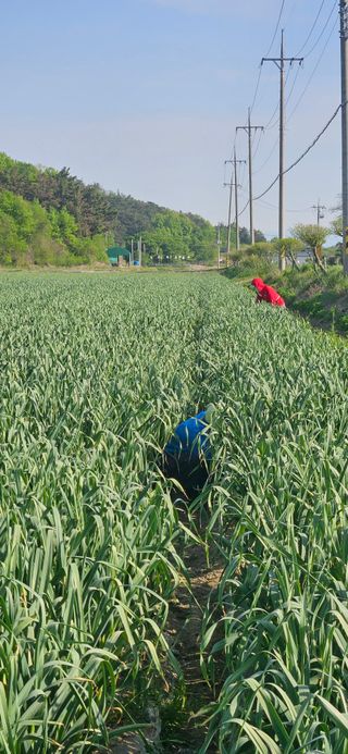 구춘봉님의 마늘 · 영농일지 작성글 사진