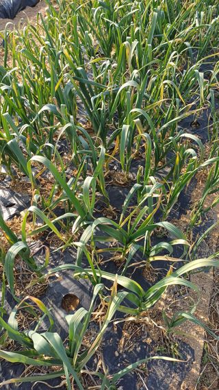 박순덕님의 양파 · 영농일지 작성글 사진