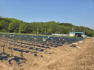 홍정자 님의 기타작물 · 영농일지 작성글 사진