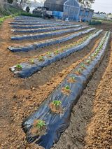 팜모닝 기타작물·영농일지 게시글 이미지