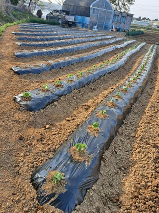 구본명님의 기타작물 · 영농일지 작성글 사진