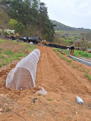 김윤오님의 기타작물 · 영농일지 작성글 사진