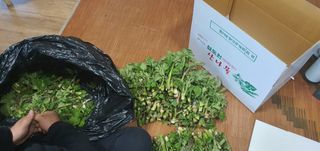 변호연님의 두릅 · 영농일지 작성글 사진