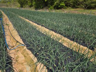 백보승님의 기타작물 · 영농일지 작성글 사진