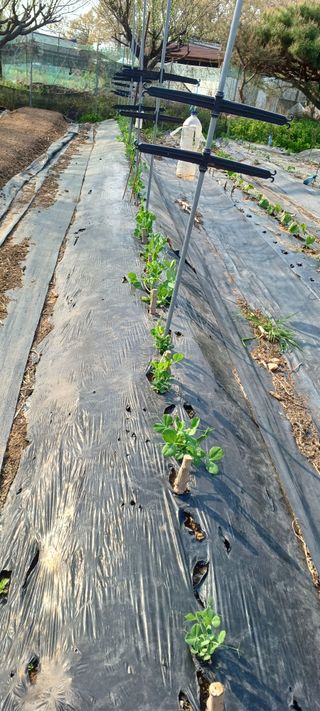 홍사용님의 기타작물 · 영농일지 작성글 사진