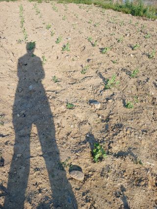 이영숙님의 토마토 · 영농일지 작성글 사진