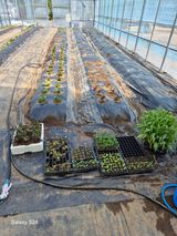 팜모닝 시금치·영농일지 게시글 이미지