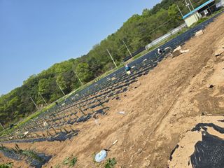 홍정자 님의 기타작물 · 영농일지 작성글 사진