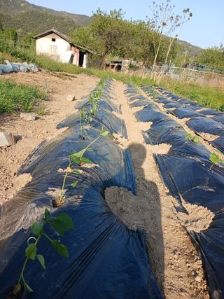 이영숙님의 토마토 · 영농일지 작성글 사진