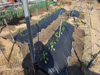 나선기님의 기타작물 · 영농일지 작성글 사진