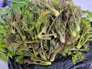 진문거사님의 기타작물 · 영농일지 작성글 사진