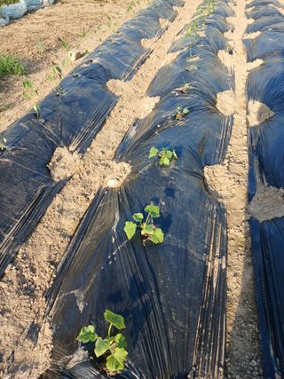 이영숙님의 토마토 · 영농일지 작성글 사진