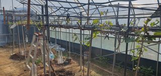 박상중님의 복숭아 · 영농일지 작성글 사진