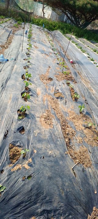 홍사용님의 기타작물 · 영농일지 작성글 사진