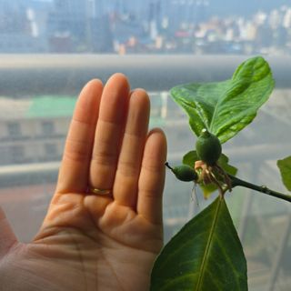 필라댄스농부님의 기타작물 · 영농일지 작성글 사진