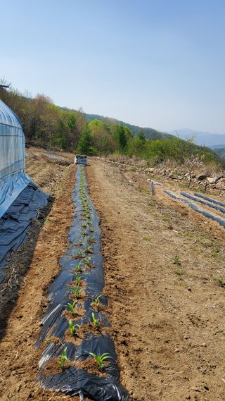 어명순님의 옥수수 · 영농일지 작성글 사진