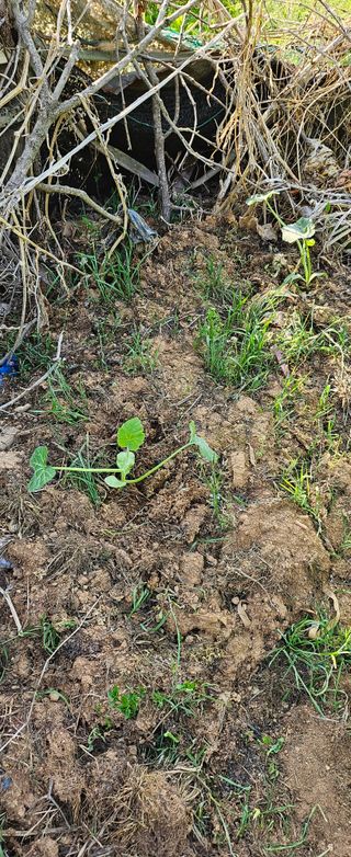김윤오님의 호박 · 영농일지 작성글 사진