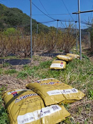 황인근님의 블루베리 · 영농일지 작성글 사진