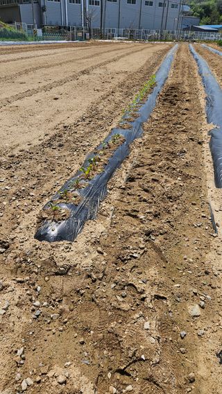 이순정님의 마늘 · 영농일지 작성글 사진