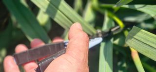 구춘봉님의 마늘 · 영농일지 작성글 사진