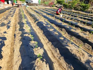 아리랑님의 고추 · 영농일지 작성글 사진