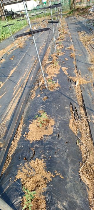 홍사용님의 기타작물 · 영농일지 작성글 사진