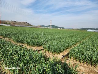 박종권님의 마늘 · 영농일지 작성글 사진