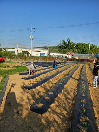 신득경님의 고추 · 영농일지 작성글 사진