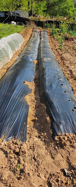 김윤오님의 기타작물 · 영농일지 작성글 사진