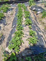 팜모닝 감자·영농일지 게시글 이미지