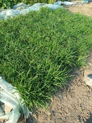 이영숙님의 토마토 · 영농일지 작성글 사진