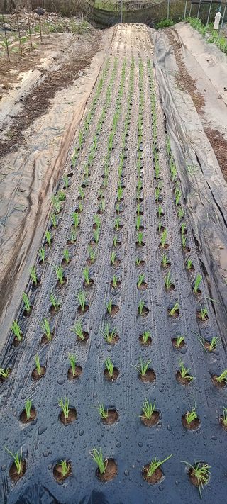 홍사용님의 기타작물 · 영농일지 작성글 사진