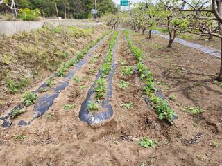 대운농원님의 기타작물 · 영농일지 작성글 사진