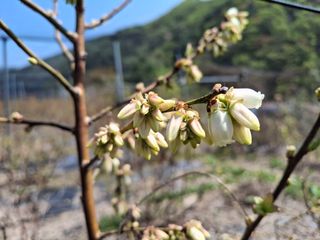 황인근님의 블루베리 · 영농일지 작성글 사진