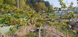 박상중님의 복숭아 · 영농일지 작성글 사진