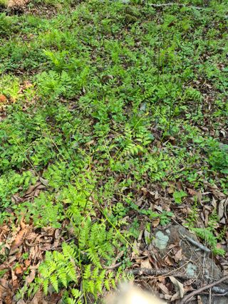 코지팜스테이님의 기타작물 · 영농일지 작성글 사진