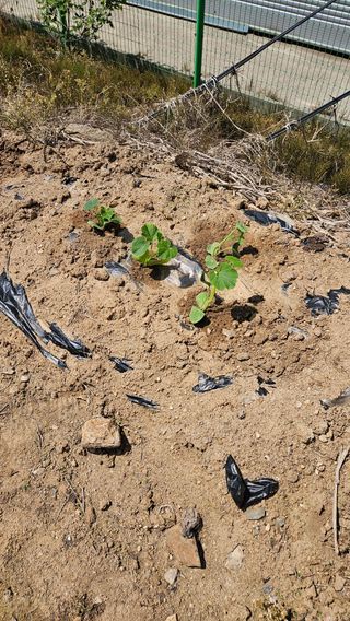 이순정님의 마늘 · 영농일지 작성글 사진