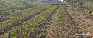 장두원님의 기타작물 · 영농일지 작성글 사진