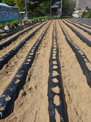 전복수님의 기타작물 · 영농일지 작성글 사진