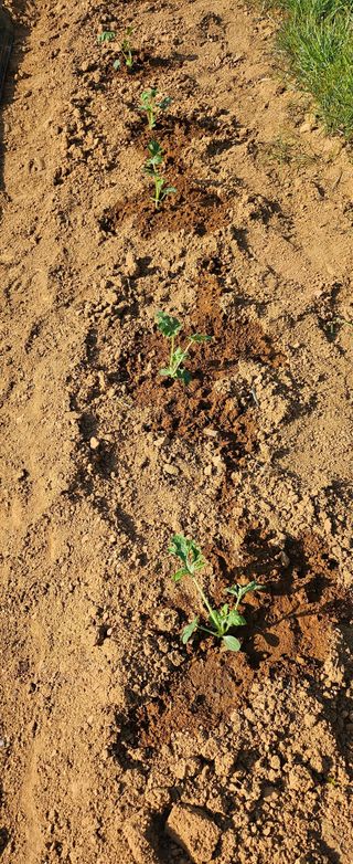 김윤오님의 기타작물 · 영농일지 작성글 사진